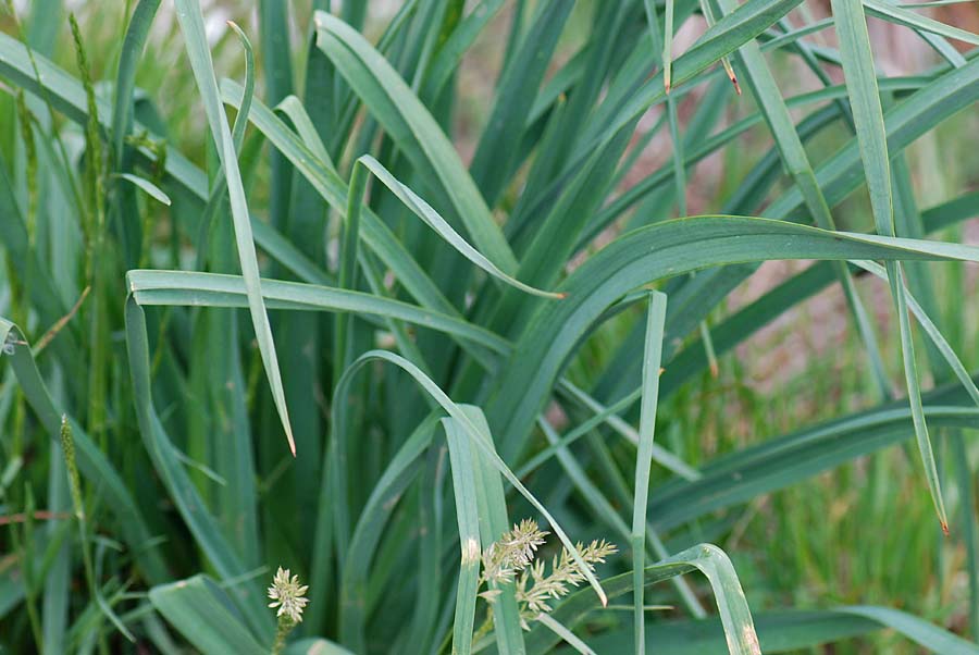 Asphodelus macrocarpus